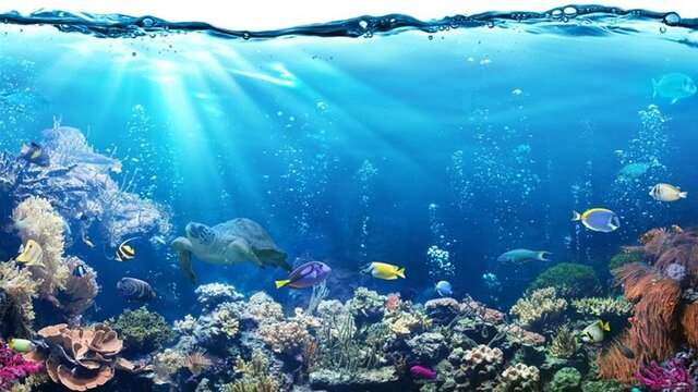 جریان‌های اقیانوس، تنوع ژنتیکی موجودات دریایی را تحت تاثیر قرار می‌دهد