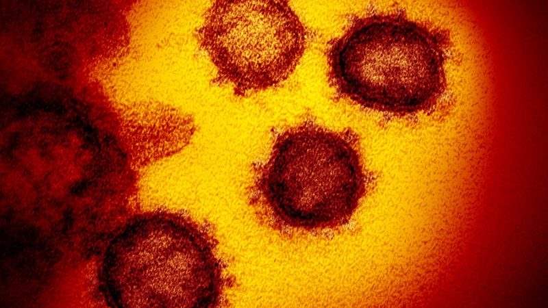 محققان: تمام جهش‌های ویروس کرونا خنثی یا به ضرر این عامل مرگبار بوده‌اند