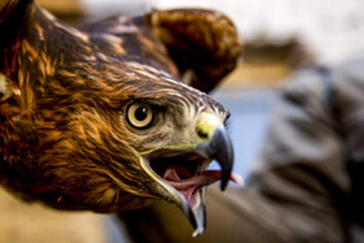 ماجرای تحویل پرندگان شکاری پارک پردیسان به قوشبازان چیست؟