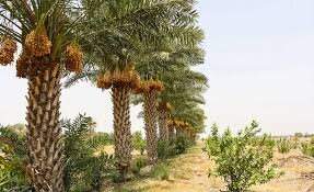 تمدید بیمه نخیلات خوزستان