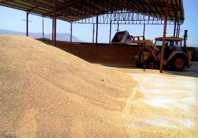 17 هزار تن گندم در کهگیلویه وبویر احمد خریداری شد