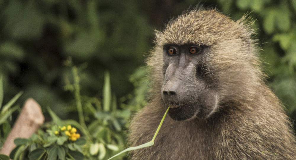 میمون ها نمونه خون کرونا را دزدیدند