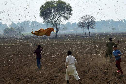 ببینید ؛ حمله وحشتناک ملخ ها به مزارع پاکستان و از بین رفتن محصولات کشاورزی