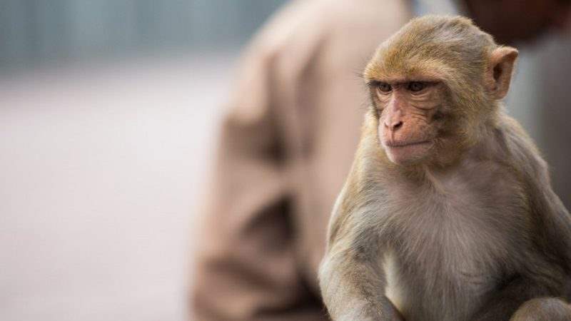 میمون‌ها نمونه‌های خون آلوده به کرونا را ربودند؛ نگرانی از انتقال کووید-19 توسط آن‌ها