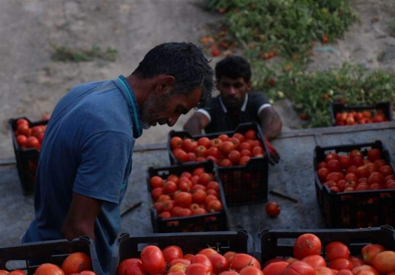 یک گروه جهادی با حذف دلال‌ها، محصولات کشاورزی کرمانی‌ها را به قیمت فروختند+ فیلم