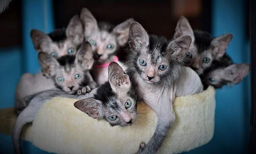 با گربه های گرگینه ای آشنا شوید؛ نژاد نادر لیکوی که 2 هزار یورو قیمت دارد