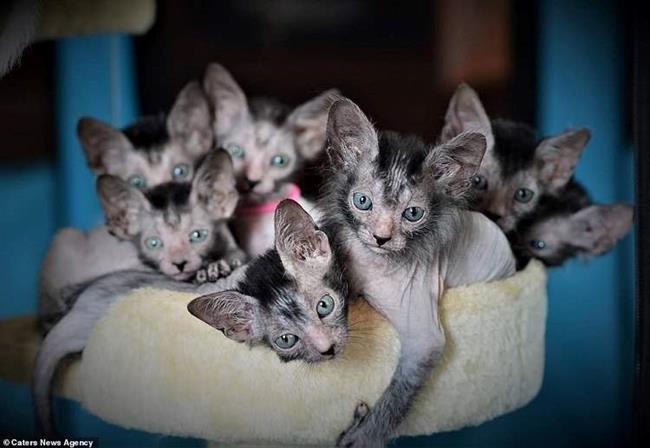 گربه های لیکوی
