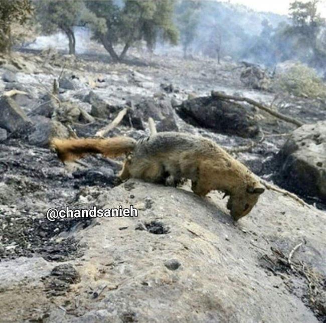 عکسی تکان دهنده از آتش سوزی جنگل های ایران