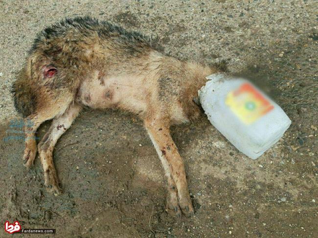 تصویر دردناک از تلف شدن روباه در مازندران