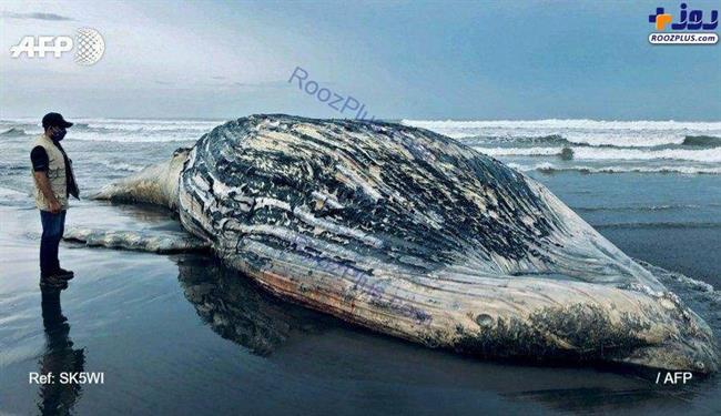 لاشه نهنگ 13 متری در ساحل+عکس