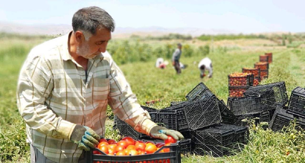 18 هزار شغل برکت در بخش کشاورزی کردستان