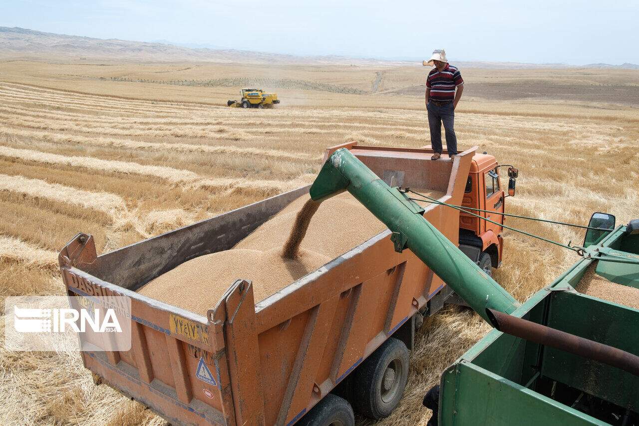 46 هزار تن گندم در خراسان رضوی به شیوه تضمینی خریداری شد