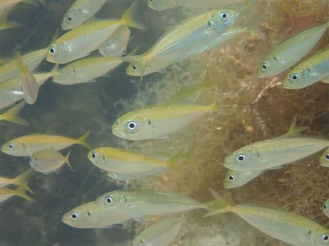 تخمین فراوانی جمعیت ماهی‌ها با اندازه گیری دی.ان.ای موجود در آب