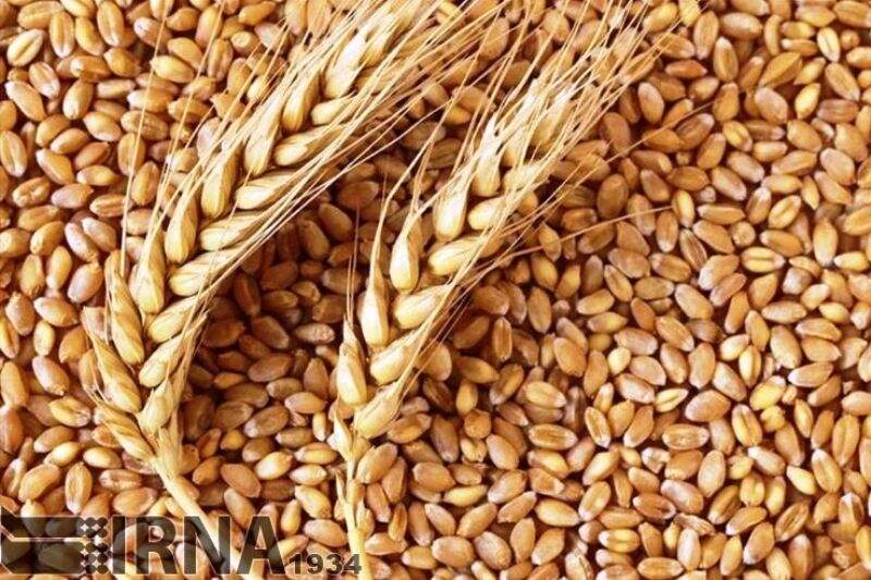 فراهم شدن زمینه خرید تضمینی 198 هزارتن گندم از کشاورزان کرمان