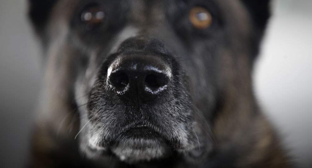 استفاده از سگ برای تشخیص مبتلایان ویروس کرونا در امارات