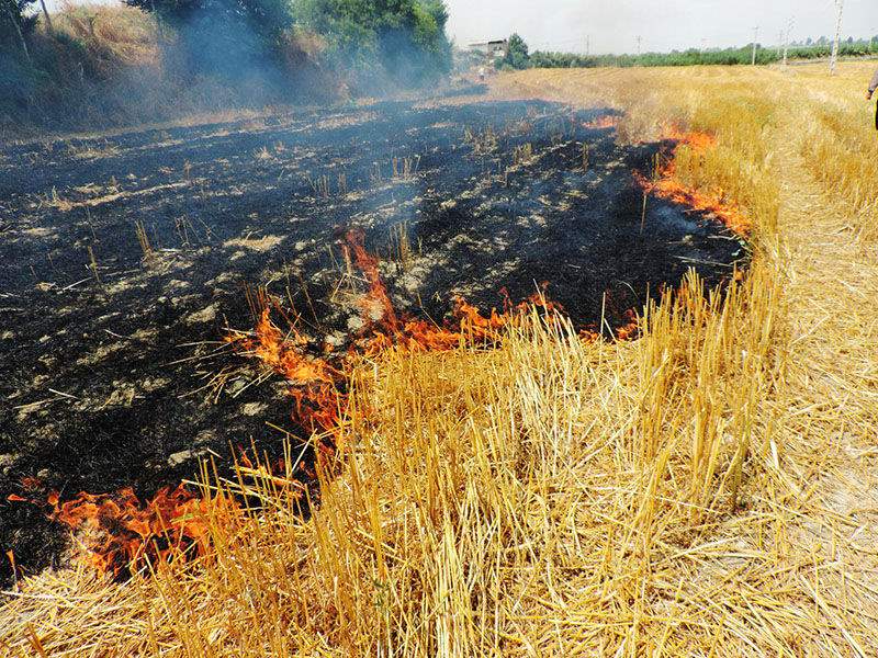 جهاد کشاورزی اردبیل: کشاورزان از آتش زدن کاه و کلش خودداری کنند