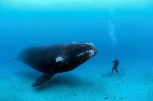 ببینید ؛  نجات عجیب یک نهنگ توسط یک ایرانی!
