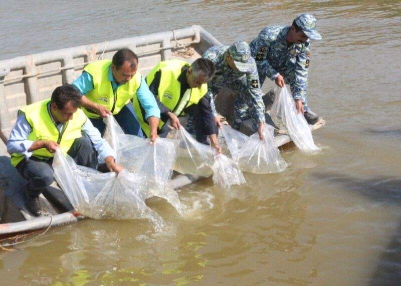 رها سازی بیش از 310 هزار قطعه ماهیان خاویاری در بندرکیاشهر