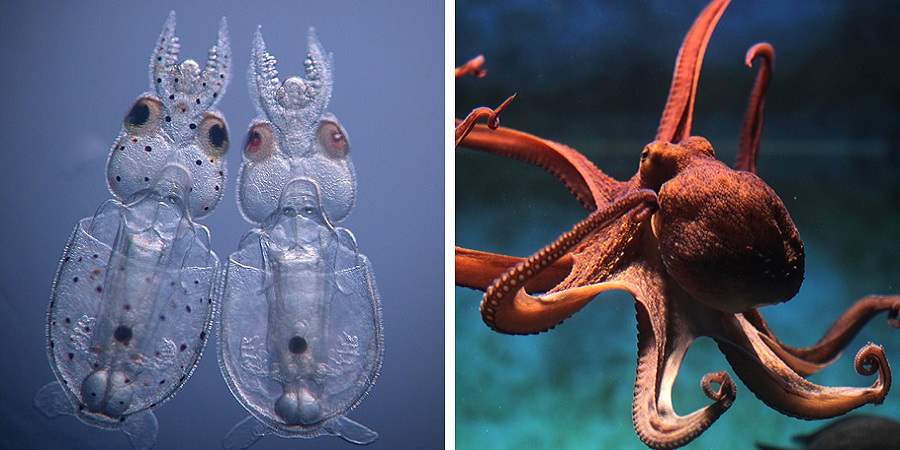 دانشمندان با دستکاری ژنتیکی ماهی مرکب شفاف به وجود آوردند