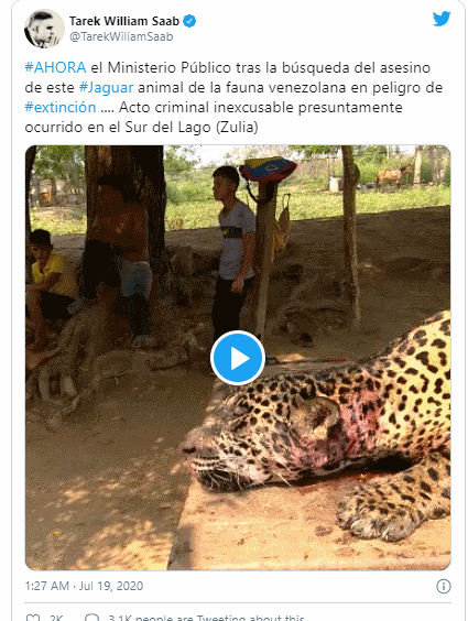 خورده شدن یوزپلنگ در ونزوئلا از فرط گرسنگی
