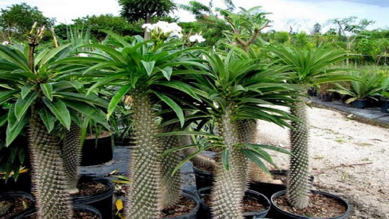 ماداگاسکار گیاه محبوب آپارتمانی را بشناسید