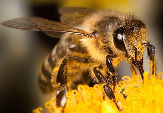 تأثیر "نیش زنبور" بر درمان بیماری کرونا؟!