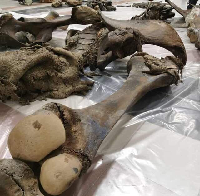 کشف بقایای ماموت 10هزارساله در روسیه