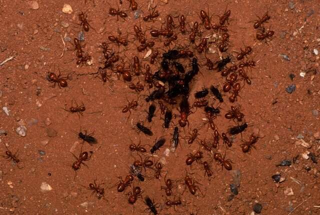 درمان کرونا با مورچه‌!