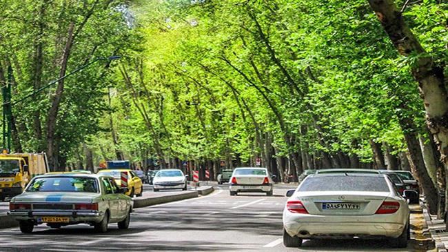 جایگزینی بیش از 3 هزار درخت چنار در خیابان، ولی عصر