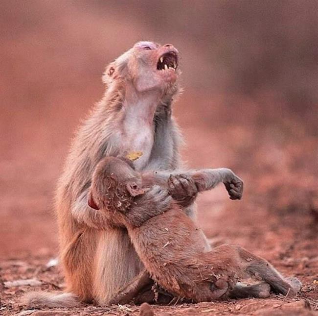عکس:  گریه و زاری میمون مادر پس از مرگ فرزندش
