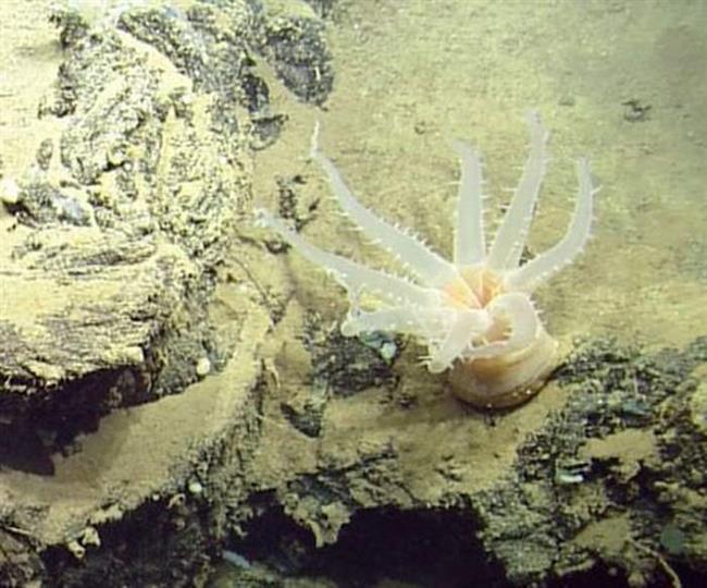 گونه‌های جدید جانوری در اقیانوس آرام