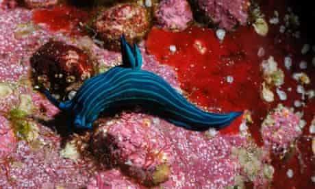 گونه‌های جدید جانوری در اقیانوس آرام