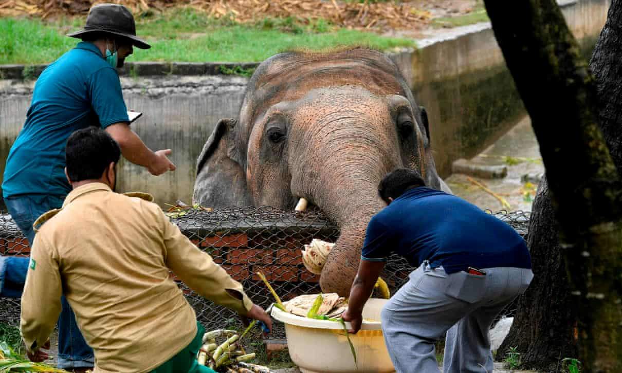 تنهاترین فیل دنیا از پاکستان به کامبوج منتقل می شود