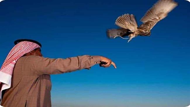 پرنده بازان شیخ نشین در انتظار سلاطین ایرانی/ هر بالابان یک میلیارد تومان