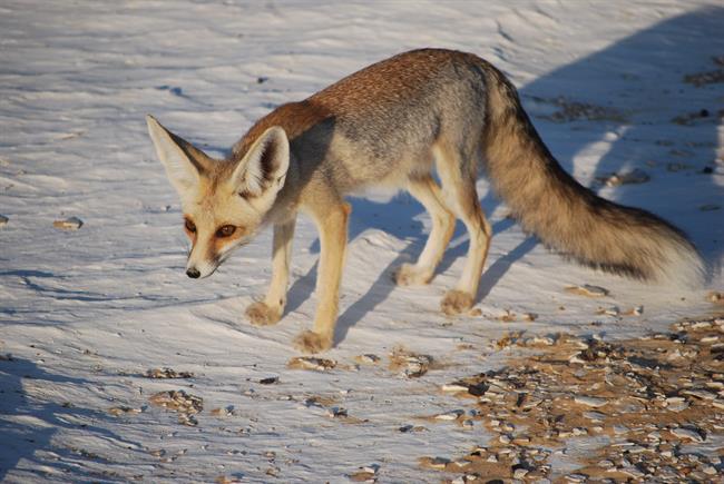 روباه و انواع آن را بیشتر بشناسید/ شاه روبا کوچکترین روباه ایران