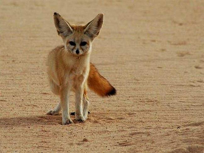 روباه و انواع آن را بیشتر بشناسید/ شاه روبا کوچکترین روباه ایران