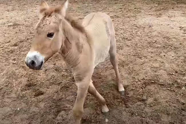 اولین اسب پرزوالسکی (Przewalski) است که کلون سازی آن موفقیت آمیز است، گونه ای در حال انقراض که در استپ های آسیای مرکزی زندگی می کند.