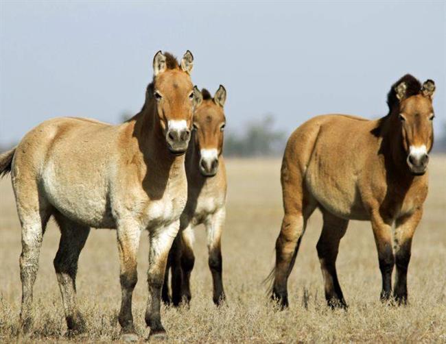 اولین اسب پرزوالسکی (Przewalski) است که کلون سازی آن موفقیت آمیز است، گونه ای در حال انقراض که در استپ های آسیای مرکزی زندگی می کند.