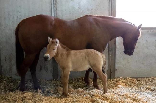 اولین اسب پرزوالسکی (Przewalski) است که کلون سازی آن موفقیت آمیز است، گونه ای در حال انقراض که در استپ های آسیای مرکزی زندگی می کند.