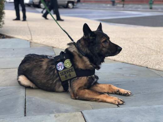 ببینید ؛ تمرینات ویژه و سخت سگ‌های پلیس فدرال
