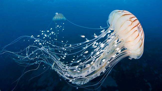 خطرناکترین گونه دریایی که با سمش انسان را میکشد