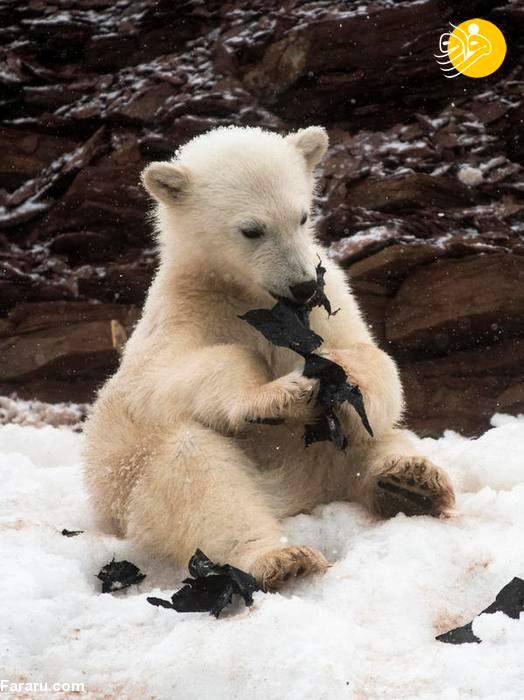 بچه های خرس قطبی در حال خوردن کیسه زباله + عکس