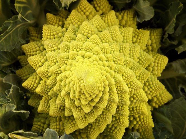 تصویر بزرگ گل کلم چه ربطی به راز 