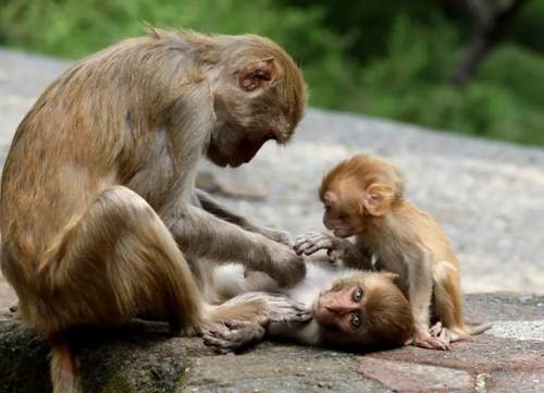 میمون مادر در شبکه های مجازی پر بیننده شد