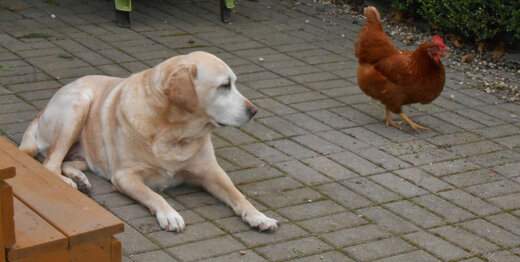 ببینید ؛ بازی جذاب و خنده‌دار سگ و مرغ