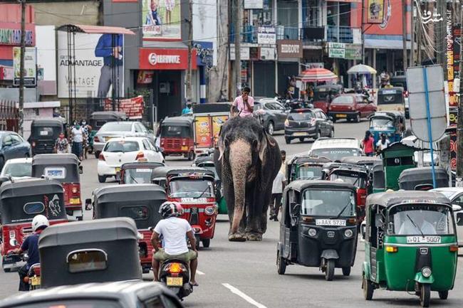 قدم زدن فیل در ترافیک