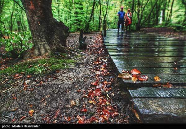 بارش اولین باران پاییزی در پارک جنگلی النگدره