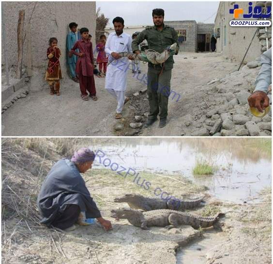 حمله گاندو در سیستان و بلوچستان +عکس