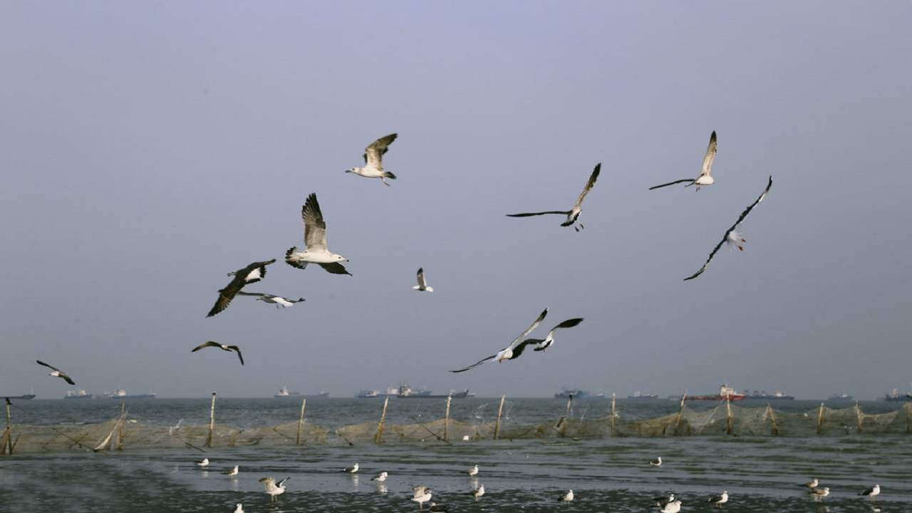 محیط زیست باید با معضل کشتار پرندگان مهاجر برخورد کند