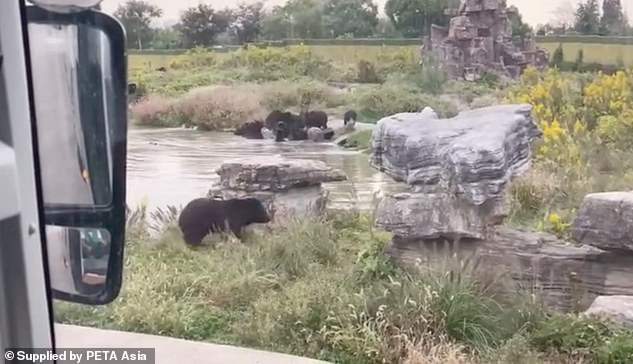 خرس‌های باغ وحش نگهبانشان را زنده زنده خوردند+فیلم